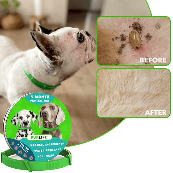 FurLife 8-Month Natural Flea & Tick Collar for Dogs