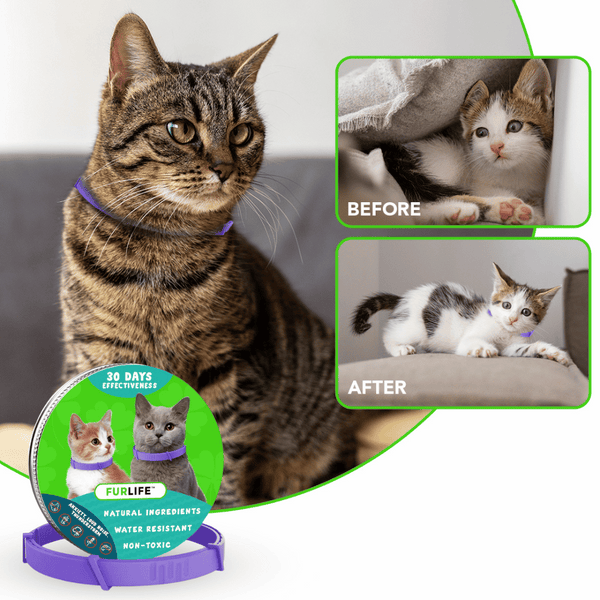 FurLife Pheromone Calming Collar for Cats — Natural Stress Relief