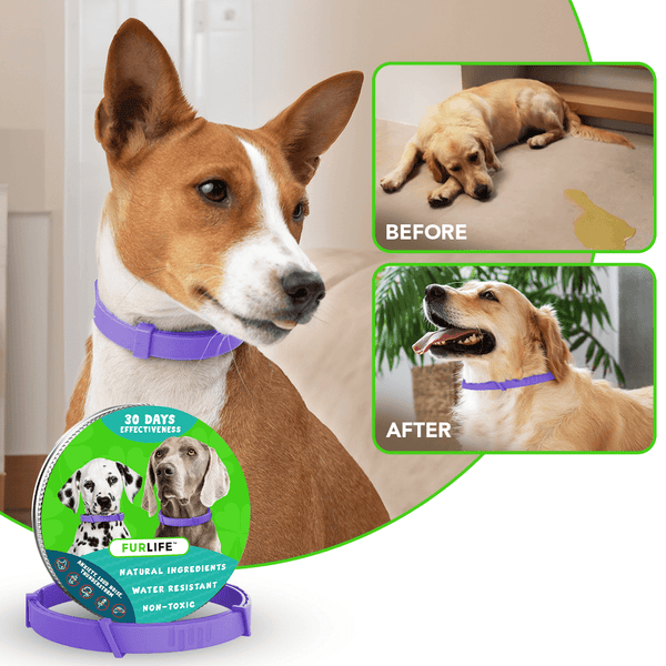 FurLife Pheromone Calming Collar for Dogs — Natural Anxiety Support