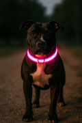 GlowSafe | LED Dog Collar with High-Intensity Glow & Adjustable Fit | Enhanced Visibility for Night Walks 3