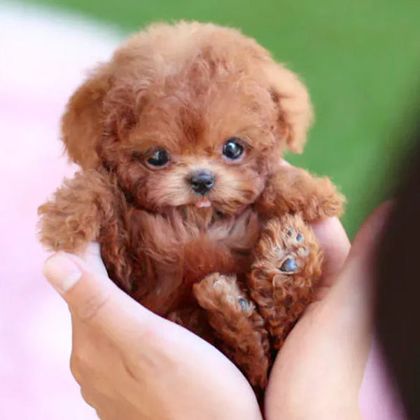 Interactive Plush Dog with Realistic Movements & Touch Response | Comforting Companion for All Ages