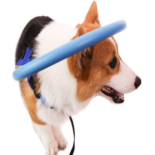 Guiding Bumper Collar Harness for Blind Dogs — Mobility Aid